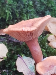 Lactarius subdulcis