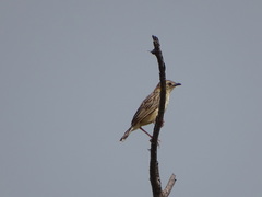 Cisticola natalensis
