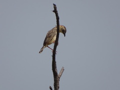 Cisticola natalensis