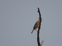 Cisticola natalensis