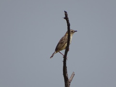 Cisticola natalensis