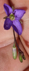 Heliophila adpressa
