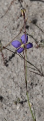 Heliophila adpressa