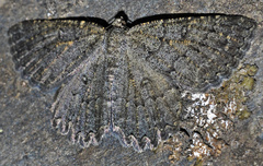 Charissa obscurata