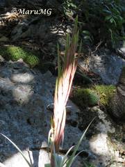 Tillandsia suesilliae