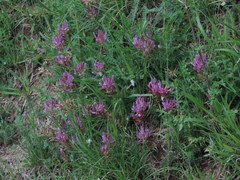 Astragalus monspessulanus monspessulanus