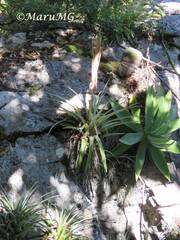 Tillandsia suesilliae