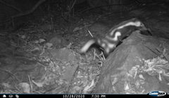 Spilogale angustifrons