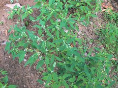 Chenopodium suecicum