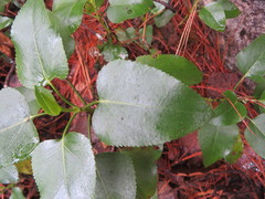 Ageratina vernicosa