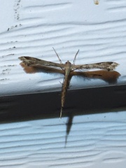 Stenoptilodes brevipennis