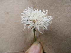 Ageratina vernicosa