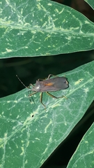 Anasa varicornis