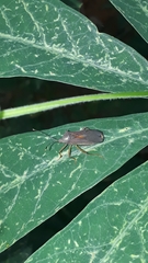 Anasa varicornis