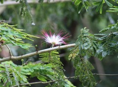 Calliandra pittieri