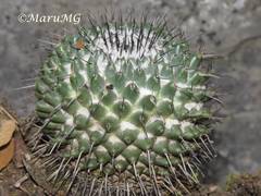 Mammillaria orcuttii
