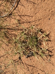 Munroa squarrosa