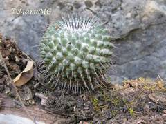 Mammillaria orcuttii