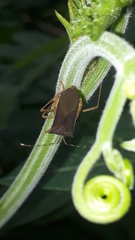 Anasa varicornis