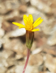 Pectis multiflosculosa