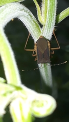 Anasa varicornis