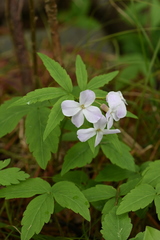 Cardamine altaica