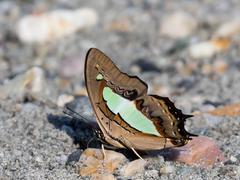 Polyura