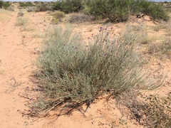 Psorothamnus scoparius