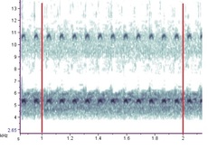 Anaxipha tinnulacita