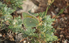 Colias aurorina