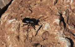 Herophila fairmairei