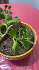 Kleinia petraea