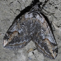 Chesias isabella