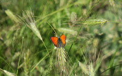 Lycaena candens