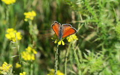 Lycaena candens