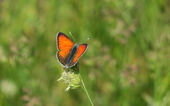Lycaena candens