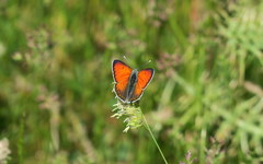 Lycaena candens