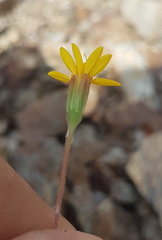 Pectis multiflosculosa