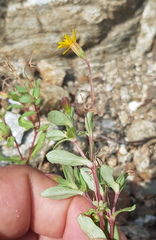 Pectis multiflosculosa