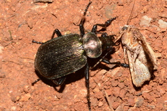 Calosoma argentinense