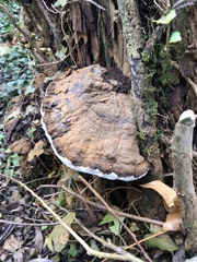Ganoderma