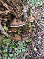 Ganoderma