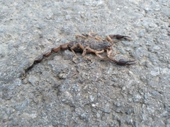 Centruroides margaritatus