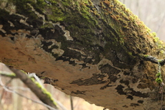 Rigidoporus corticola