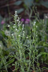 Lepidium sativum