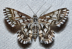 Cinglis andalusiaria