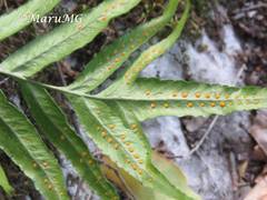 Phanerophlebia