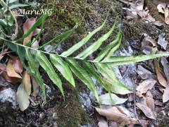 Phanerophlebia