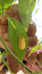Artaxa guttata