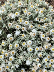 Helichrysum cerastioides